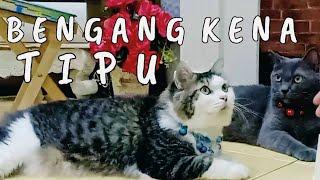 KUCING MERAJUK LAGI KENA TIPU MASA NAK MENANG