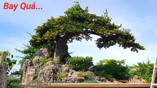 Hải Châu "Bay Xa Quá " Siêu Trái. Đủ Kích Cỡ BonSai Đẹp Gl Lh #0386484997 Zalo.