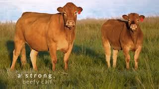 Limousin Cattle Breeders Society of South Africa