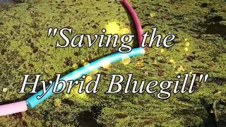 Saving the Hybrid Bluegill