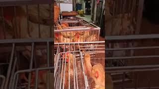 selling fresh live chicken #fresh ##chicken #market #shorts