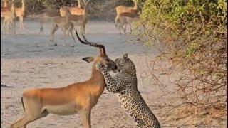 leopard attack and bring down one impala from the group video