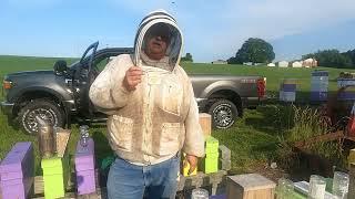 Installing a Virgin Queen and checking the recently mated queens.