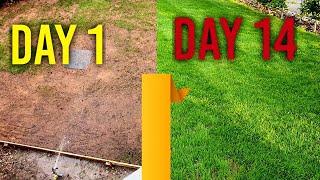 Watering new grass seed (day 1, 7, 14) - 4 Week Time Lapse