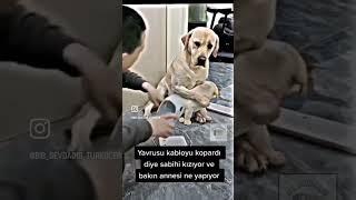 Anne şefkati köpek