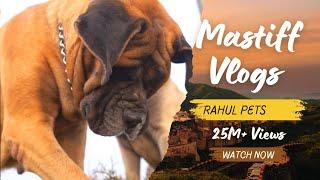 Mastiffs: The Gentle Giants , English Mastiff in INDIA , #rahulpets #mastiff