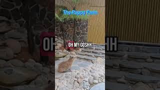 Super excited to meet the capybaras #dalat #vietnam #travel #animals #capybara #fypシ゚ #fyp