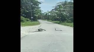 Comodo Dragon Vs Cobra