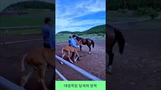 태영목장 당세마 방목