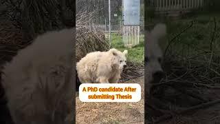 A PhD candidate after Submitting Thesis #phd #thesis #scholar #phdlife #shorts #viral