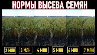 Нормы высева яровой пшеницы и ячменя от 2 до 7 млн штук на гектар