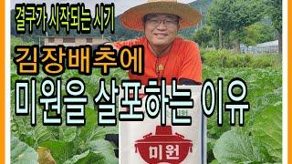 김장배추에 미원살포하는 이유