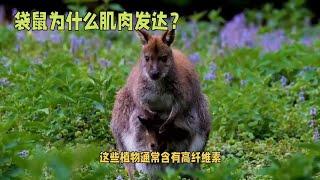 袋鼠为什么肌肉发达 每日一学小知识