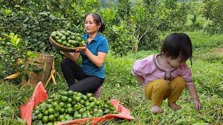 Harvesting Lemon Garden Goes to market sell - Cooking With Grandmother & Daughter - Lý Phúc An