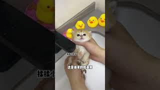 【牛奶是只猫】小奶猫第一次洗澡也太可爱了吧！不过最后又要重新洗了哈哈哈