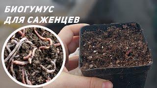 БИОГУМУС и набивка стакана для саженцев ежевики