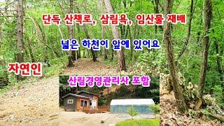 [887][자연인] 넓은 개천이 있고, 나만의 산책로 및 삼림욕, 임산물 재배하기 좋은 임야 및 산림경영관리사 매매 [횡성전원주택][횡성부동산][강원도전원주택][황금부동산 887]