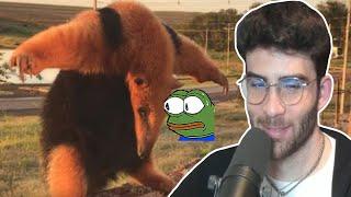 HasanAbi reacts to Ant Eater Wants To Fight by Daily Dose Of Internet