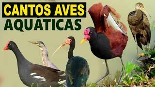 CANTOS de AVES AQUÁTICAS | Canto da jaçanã, carqueja, frango-da-água, carão, garça, marreca, irerê