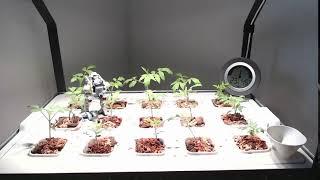 Tomato seedlings timelapse (2 weeks in 7 seconds)