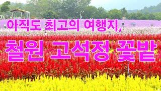 철원 고석정 꽃밭, 아직도 최고의 가을 꽃 여행지입니다.   #철원고석정꽃밭