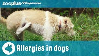 Allergies in dogs: symptoms, triggers & therapy | zooplus.co.uk