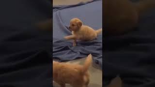 This Love️ #dogs #shorts #animals #love #cute #freinds #youtubeshorts #kitty007