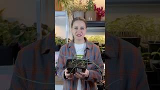 Выращиваю гигантский лук #рассада #огород #семена #дача #лук #гигантский