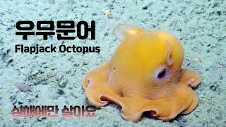 Cute deep-sea octopus (Flapjack octopus)