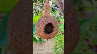 New kind of Bird Nest found. Natural or manmade? #nest #birds