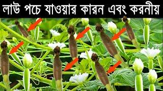 লাউ পচে যাওয়া বন্ধ করুন।। ১০০% গ্যারান্টি।। লাউ চাষ পদ্ধতি, Bottle gourd cultivation.