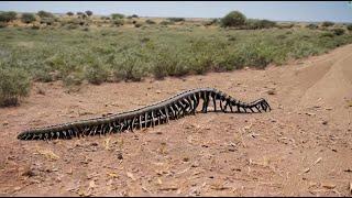 Monsoon in Arizona uncovers 8 ft long arthropleura