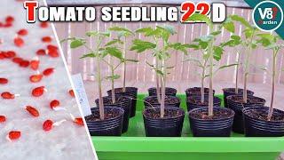 How to Grow Tomato Seedlings: Step-by-Step Guide from Seed to Transplant