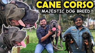 Cane Corso Italian Mastiff | Majestic Dog Breed | Coimbatore Kennel