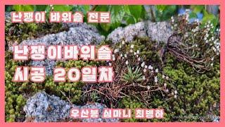 @난쟁이바위솔 시공 한지 20일째  되던날