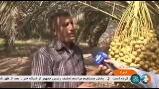 Iran Kharak & Rotab Date harvest, Khoramshahr county برداشت خرماي خارك و رطب خرمشهر ايران