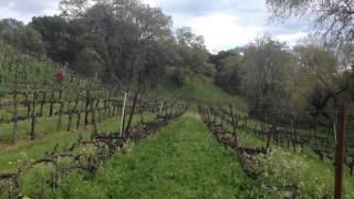 Vineyard frost protection using overhead sprinklers