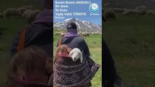 Bir Anne İki Kuzu Yayla Vakti #TÜRKİYE #Erzincan Hakan Yiğit Ak Ocaklar