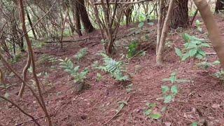 For the first time this year  Lao Luo went to find the black fir fungus and saw how much he got? Xi