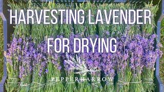 HOW TO HARVEST LAVENDER For Drying | PepperHarrow | Episode 13