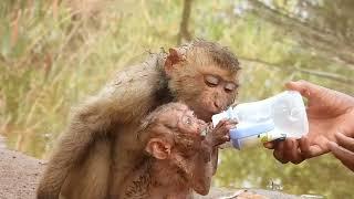 So  good monkey kley  takes milk from a brother for his baby to eat happily