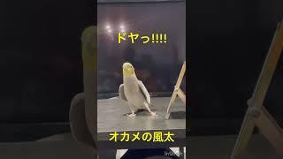 ドヤりまくるも、おとんに突っ込まれてスンてなるオカメの風太さん