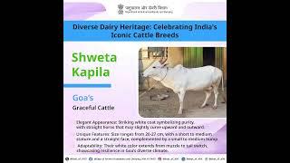 Discover Goa’s graceful cattle -Shweta Kapila