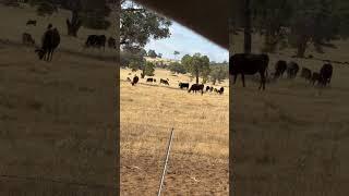 Australian Cows Give Milk and Beef to the World