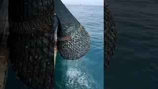 5 tons fishes caught on the boat Trawlnet fishing #thenkadalmeenavan #shorts