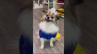 toy for pets #pet #pets #pettoys #dog #youtubeshorts #shorts