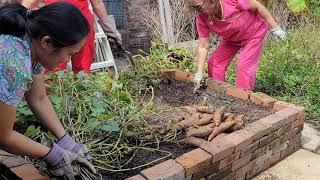 Buhay Mississippi taga harvest ng kamote I Harvesting Sweet Potatoes