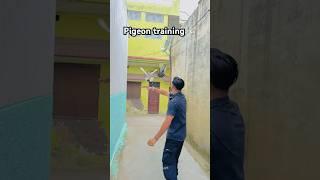 Andaj mera Sab se Juda ️ #pigeon #pigeontraining #kabootar #kabutar #youtubeshorts