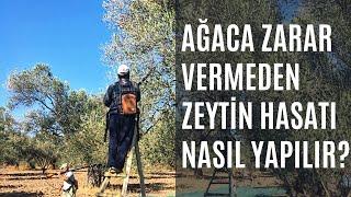 Ağaçlara zarar vermeden Zeytin Hasadı - Ayvalık 