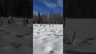 I'm going to check the wild boar's nests. Иду проверить гнездо кабанов.